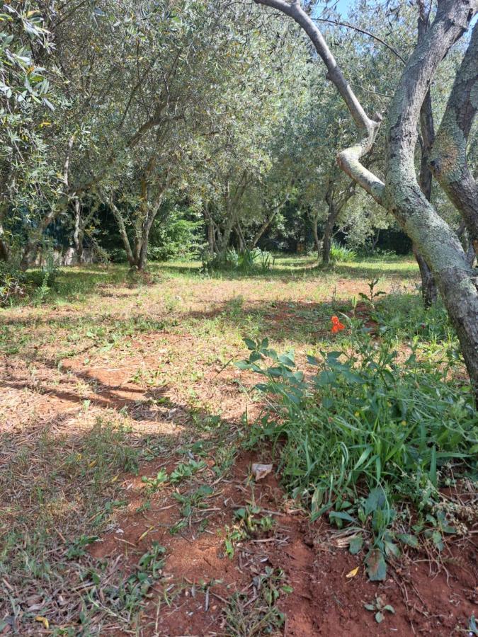 Villa Eucaliptus Istrien Rovinj Bagian luar foto